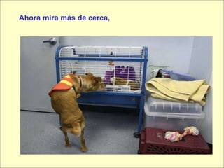 Ahora mira más de cerca, 