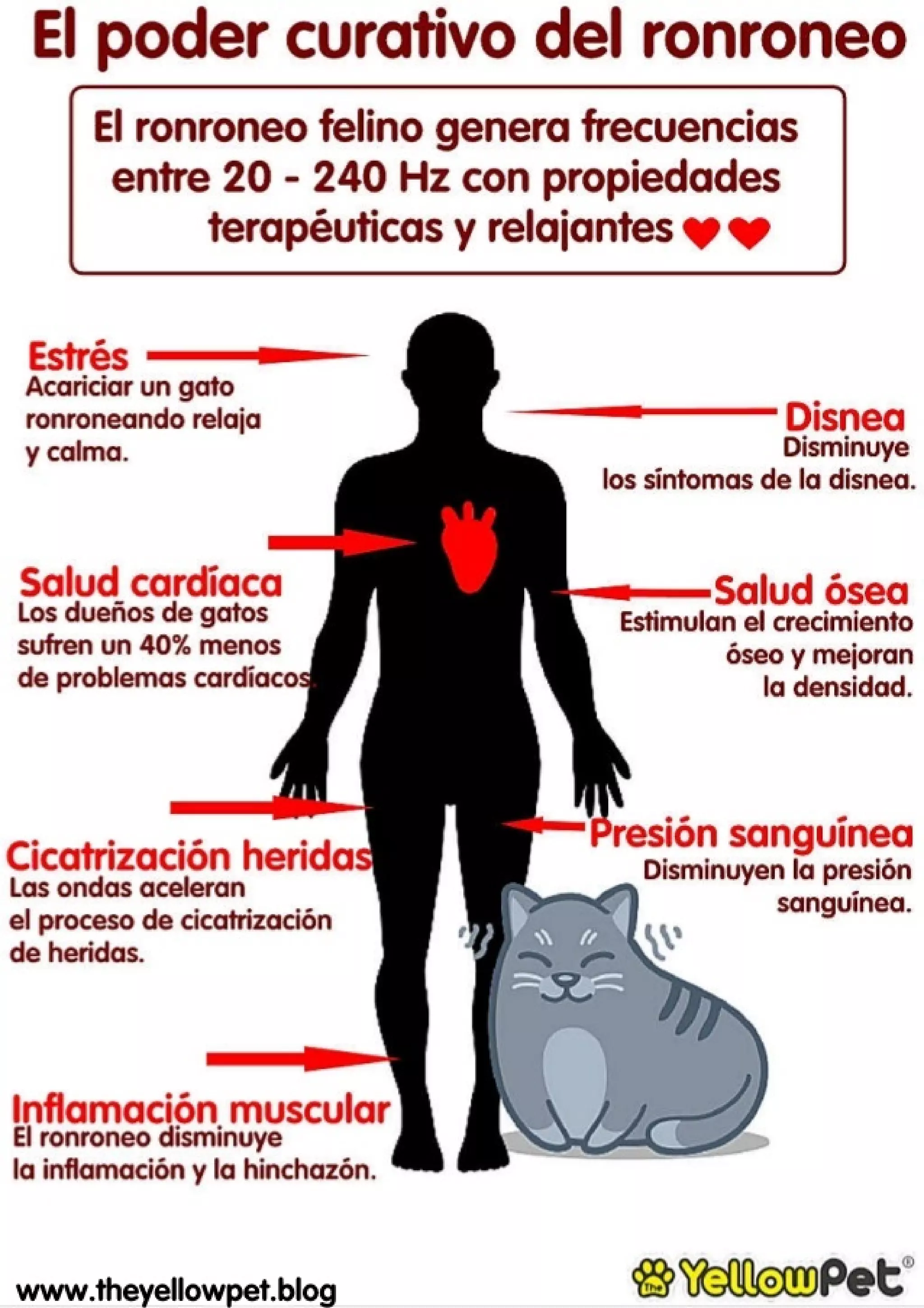 Poder terapeutico ronroneo