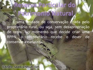 Reserva Particular do Patrimonio NaturalÉ uma unidade de conservação criada pelo proprietário rural, ou seja, sem desapropriação de terra. No momento que decide criar uma RPPN, o proprietário recebe o dever de conservar a natureza. 