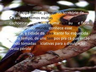 Principalmente, porque no território de Cavalcante temos muitas cachoeiras, lagos, rios e uma rica fauna e flora. Mas nem todo mundo conhece esse tesouro, a cidade da Cavalcante foi esquecida com o tempo, de uns tempos pra cá que estão sendo tomadas iniciativas para a divulgação desta pérola.
