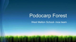 Podocarp Forest 
West Melton School- moa team 
 