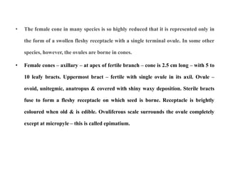 • The female cone in many species is so highly reduced that it is represented only in
the form of a swollen fleshy receptacle with a single terminal ovule. In some other
species, however, the ovules are borne in cones.
• Female cones – axillary – at apex of fertile branch – cone is 2.5 cm long – with 5 to
10 leafy bracts. Uppermost bract – fertile with single ovule in its axil. Ovule –
ovoid, unitegmic, anatropus & covered with shiny waxy deposition. Sterile bracts
fuse to form a fleshy receptacle on which seed is borne. Receptacle is brightly
coloured when old & is edible. Ovuliferous scale surrounds the ovule completely
except at micropyle – this is called epimatium.
 