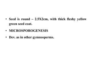 • Seed is round – 2.5X2cm, with thick fleshy yellow
green seed coat.
• MICROSPOROGENESIS
• Dev. as in other gymnosperms.
 