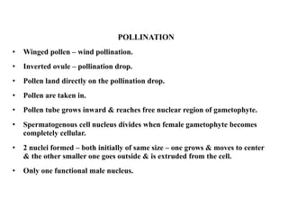 POLLINATION
• Winged pollen – wind pollination.
• Inverted ovule – pollination drop.
• Pollen land directly on the pollination drop.
• Pollen are taken in.
• Pollen tube grows inward & reaches free nuclear region of gametophyte.
• Spermatogenous cell nucleus divides when female gametophyte becomes
completely cellular.
• 2 nuclei formed – both initially of same size – one grows & moves to center
& the other smaller one goes outside & is extruded from the cell.
• Only one functional male nucleus.
 