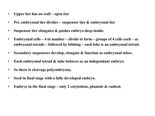 • Upper tier has no wall – open tier
• Pri. embryonal tier divides - suspensor tier & embryonal tier
• Suspensor tier elongates & pushes embryo deep inside.
• Embryonal cells – 4 in number – divide to form – groups of 4 cells each – as
embryonal tetrads – followed by lobbing – each lobe is an embryonal tetrad.
• Secondary suspensors develop, elongate & function as embryonal tubes.
• Each embryonal tetrad & tube behaves as an independant embryo.
• So there is cleavage polyembryony.
• Seed in final stage with a fully developed embryo.
• Embryo in the final stage – only 2 cotyledons, plumule & radical.
 