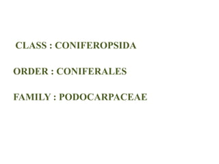 CLASS : CONIFEROPSIDA
ORDER : CONIFERALES
FAMILY : PODOCARPACEAE
 