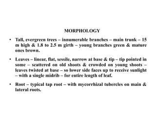 MORPHOLOGY
• Tall, evergreen trees – innumerable branches – main trunk – 15
m high & 1.8 to 2.5 m girth – young branches green & mature
ones brown.
• Leaves – linear, flat, sessile, narrow at base & tip – tip pointed in
some – scattered on old shoots & crowded on young shoots –
leaves twisted at base – so lower side faces up to receive sunlight
– with a single midrib – for entire length of leaf.
• Root – typical tap root – with mycorrhizal tubercles on main &
lateral roots.
 