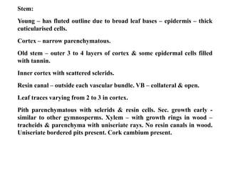 Stem:
Young – has fluted outline due to broad leaf bases – epidermis – thick
cuticularised cells.
Cortex – narrow parenchymatous.
Old stem – outer 3 to 4 layers of cortex & some epidermal cells filled
with tannin.
Inner cortex with scattered sclerids.
Resin canal – outside each vascular bundle. VB – collateral & open.
Leaf traces varying from 2 to 3 in cortex.
Pith parenchymatous with sclerids & resin cells. Sec. growth early -
similar to other gymnosperms. Xylem – with growth rings in wood –
tracheids & parenchyma with uniseriate rays. No resin canals in wood.
Uniseriate bordered pits present. Cork cambium present.
 