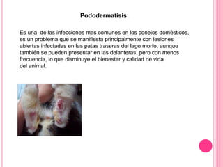 Pododermatitis | PPTX