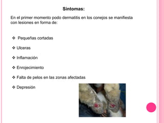 Pododermatitis Ducks Pododermatitis | PPTX