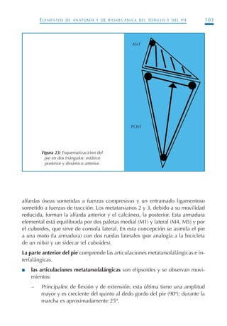 ELEMENTOS DE ANATOMÍA Y DE BIOMECÁNICA DEL TOBILLO Y DEL PIE 103
alfardas óseas sometidas a fuerzas compresivas y un entramado ligamentoso
sometido a fuerzas de tracción. Los metatarsianos 2 y 3, debido a su movilidad
reducida, forman la alfarda anterior y el calcáneo, la posterior. Esta armadura
elemental está equilibrada por dos paletas medial (M1) y lateral (M4, M5) y por
el cuboides, que sirve de consola lateral. En esta concepción se asimila el pie
a una moto (la armadura) con dos ruedas laterales (por analogía a la bicicleta
de un niño) y un sidecar (el cuboides).
La parte anterior del pie comprende las articulaciones metatarsofalángicas e in-
terfalángicas.
I las articulaciones metatarsofalángicas son elipsoides y se observan movi-
mientos:
– Principales: de flexión y de extensión; esta última tiene una amplitud
mayor y es creciente del quinto al dedo gordo del pie (90º); durante la
marcha es aproximadamente 25º.
Figura 23: Esquematizaciónn del
pie en dos triángulos: estático
posterior y dinámico anterior.
ANT
POST
Podología geriátrica 001-382 3/8/07 10:20 Página 103
 