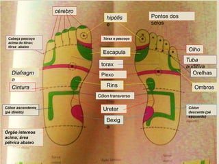 cérebro
hipófis
e
Olho
s
Tuba
auditiva
Orelhas
Ombros
Cólon
descente (pé
esquerdo)
Pontos dos
seios
Cabeça pescoço
acima do tórax;
tórax abaixo
Diafragm
a
Cintura
Cólon ascendente
(pé direito)
Órgão internos
acima; área
pélvica abaixo
Tórax e pescoço
Escapula
torax
Plexo
solar
Rins
Cólon transverso
Bexig
a
Ureter
 
