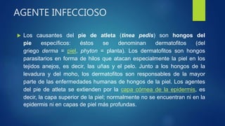 AGENTE INFECCIOSO
 Los causantes del pie de atleta (tinea pedis) son hongos del
pie específicos: éstos se denominan dermatofitos (del
griego derma = piel, phyton = planta). Los dermatofitos son hongos
parasitarios en forma de hilos que atacan especialmente la piel en los
tejidos anejos, es decir, las uñas y el pelo. Junto a los hongos de la
levadura y del moho, los dermatofitos son responsables de la mayor
parte de las enfermedades humanas de hongos de la piel. Los agentes
del pie de atleta se extienden por la capa córnea de la epidermis, es
decir, la capa superior de la piel; normalmente no se encuentran ni en la
epidermis ni en capas de piel más profundas.
 