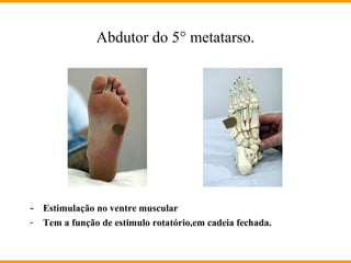 Abdutor do 5° metatarso.
- Estimulação no ventre muscular
- Tem a função de estimulo rotatório,em cadeia fechada.
 