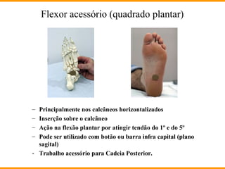 – Principalmente nos calcâneos horizontalizados
– Inserção sobre o calcâneo
– Ação na flexão plantar por atingir tendão do 1º e do 5º
– Pode ser utilizado com botão ou barra infra capital (plano
sagital)
- Trabalho acessório para Cadeia Posterior.
Flexor acessório (quadrado plantar)
 