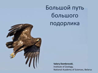 Большой путь
большого
подорлика
Valery Dombrovski,
Institute of Zoology,
National Academy of Sciences, Belarus
 
