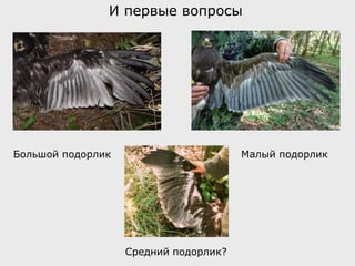 И первые вопросы
Большой подорлик Малый подорлик
Средний подорлик?
 