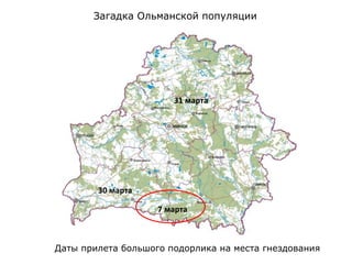 Загадка Ольманской популяции
Даты прилета большого подорлика на места гнездования
30 марта
31 марта
7 марта
 