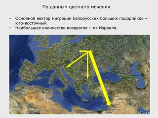 • Основной вектор миграции белорусских больших подорликов –
юго-восточный.
• Наибольшее количество возвратов – из Израиля.
По данным цветного мечения
 