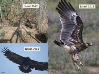 Izrael 2012 Izrael 2013
Izrael 2015
 