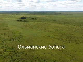 Ольманские болота
 