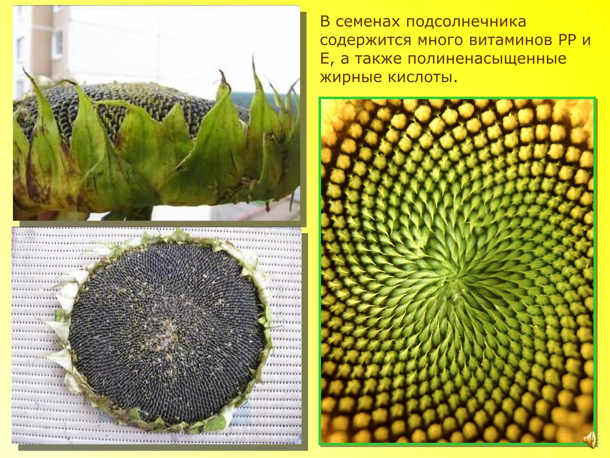 В семенах подсолнечника
содержится много витаминов PP и
E, а также полиненасыщенные
жирные кислоты.
 