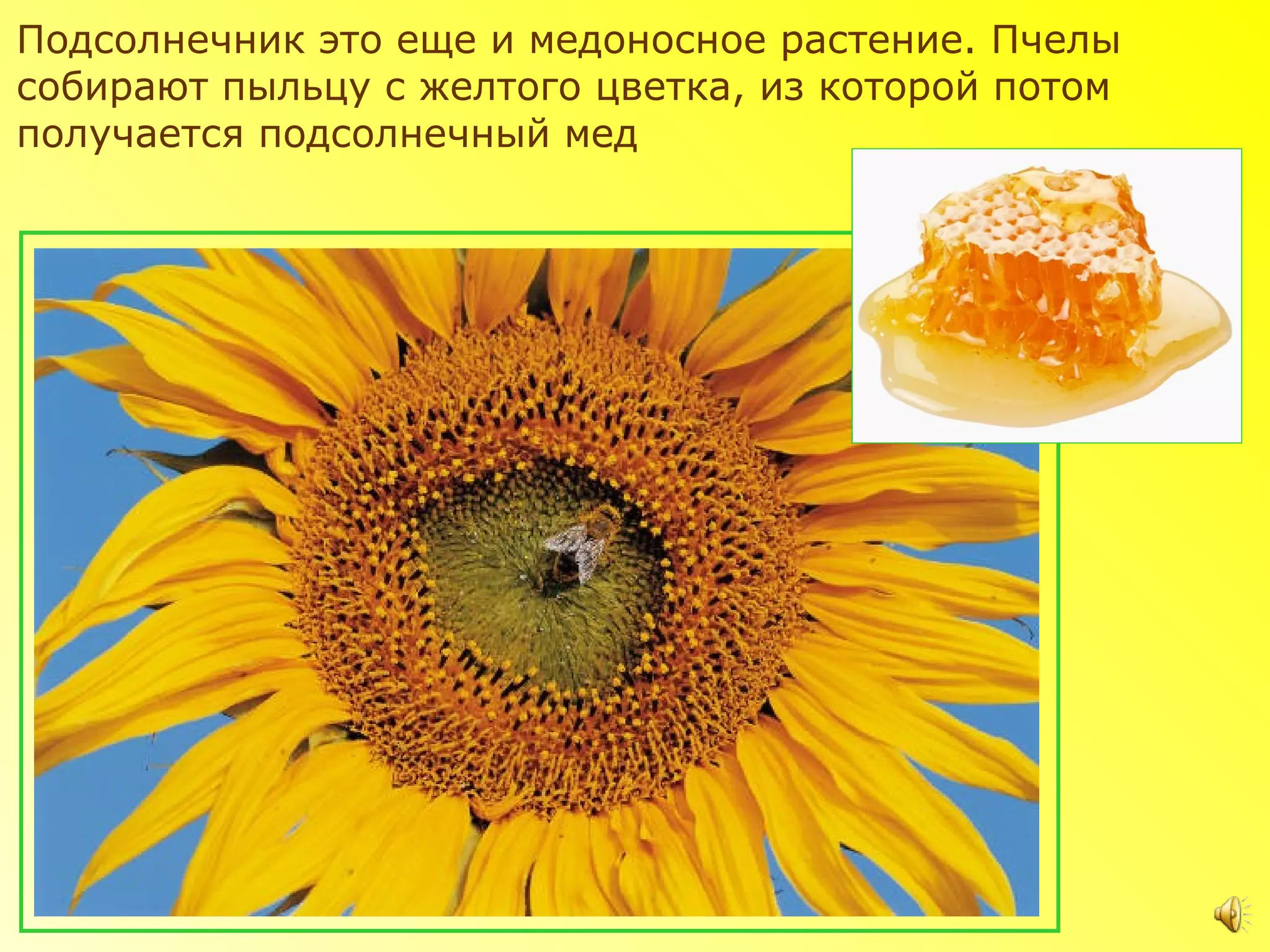 Подсолнечник это еще и медоносное растение. Пчелы
собирают пыльцу с желтого цветка, из которой потом
получается подсолнечный мед
 