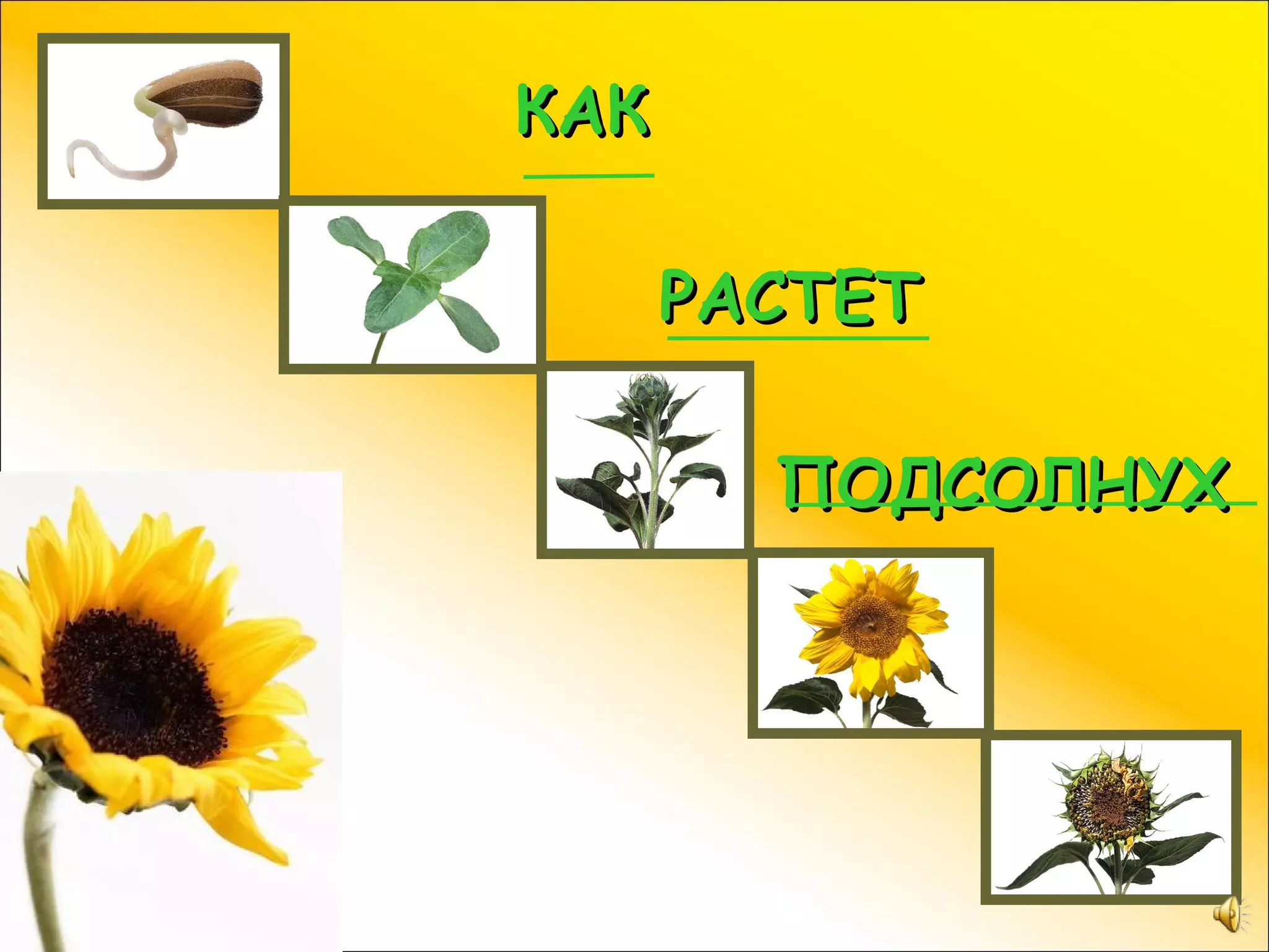 КАК

      РАСТЕТ

        ПОДСОЛНУХ
 