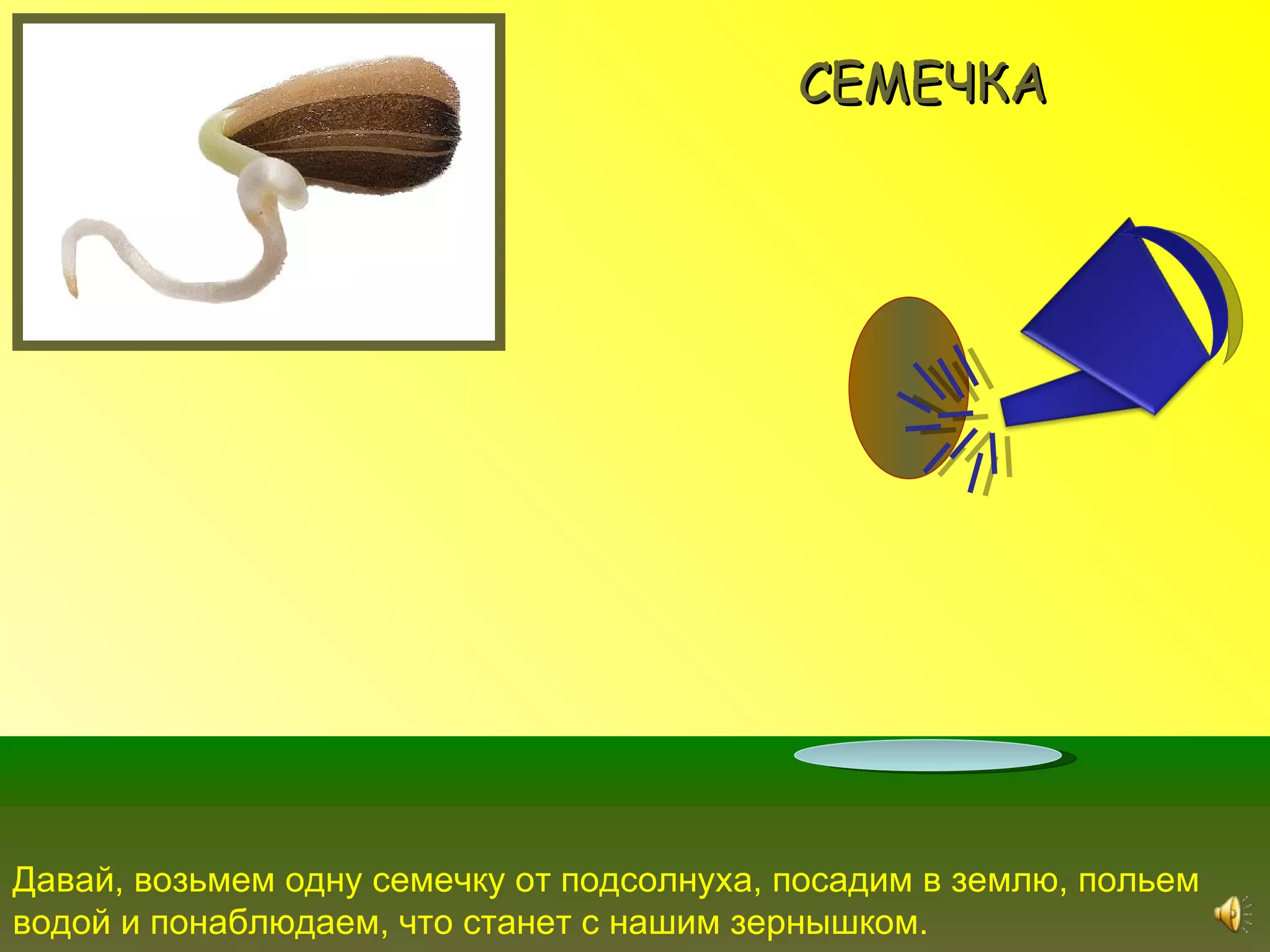 СЕМЕЧКА




Давай, возьмем одну семечку от подсолнуха, посадим в землю, польем
водой и понаблюдаем, что станет с нашим зернышком.
 