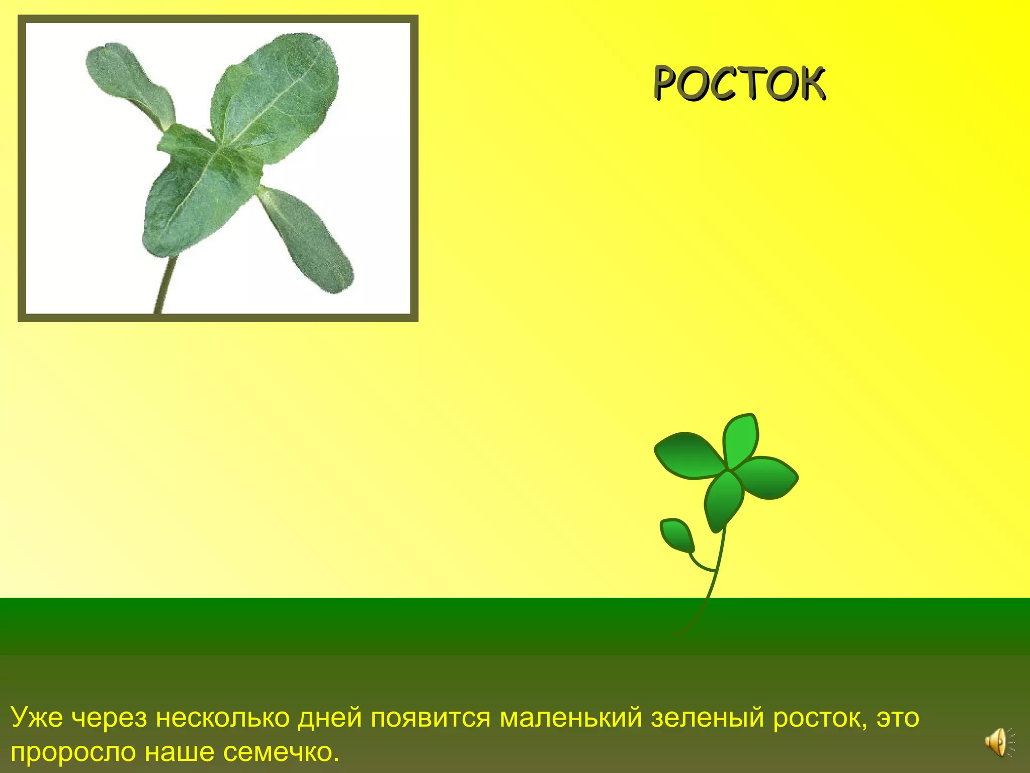 РОСТОК




Уже через несколько дней появится маленький зеленый росток, это
проросло наше семечко.
 