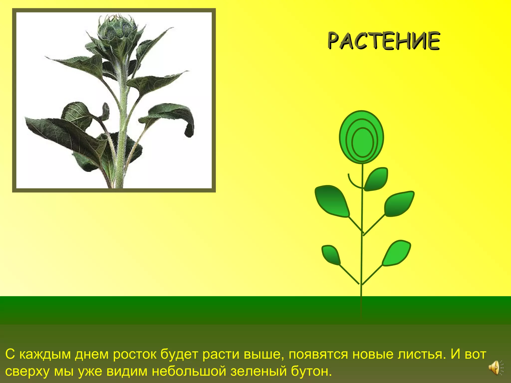 РАСТЕНИЕ




С каждым днем росток будет расти выше, появятся новые листья. И вот
сверху мы уже видим небольшой зеленый бутон.
 