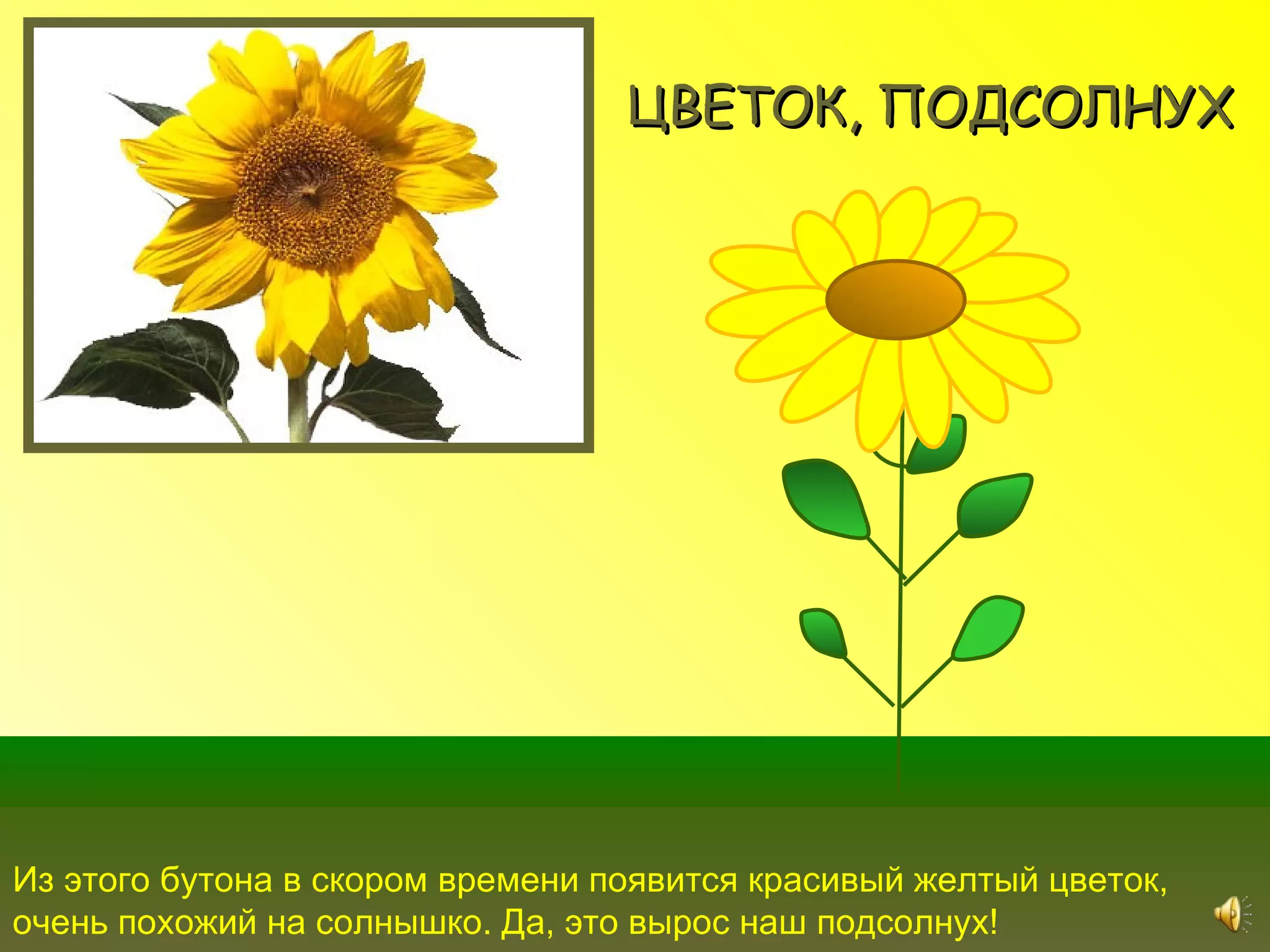 ЦВЕТОК, ПОДСОЛНУХ




Из этого бутона в скором времени появится красивый желтый цветок,
очень похожий на солнышко. Да, это вырос наш подсолнух!
 