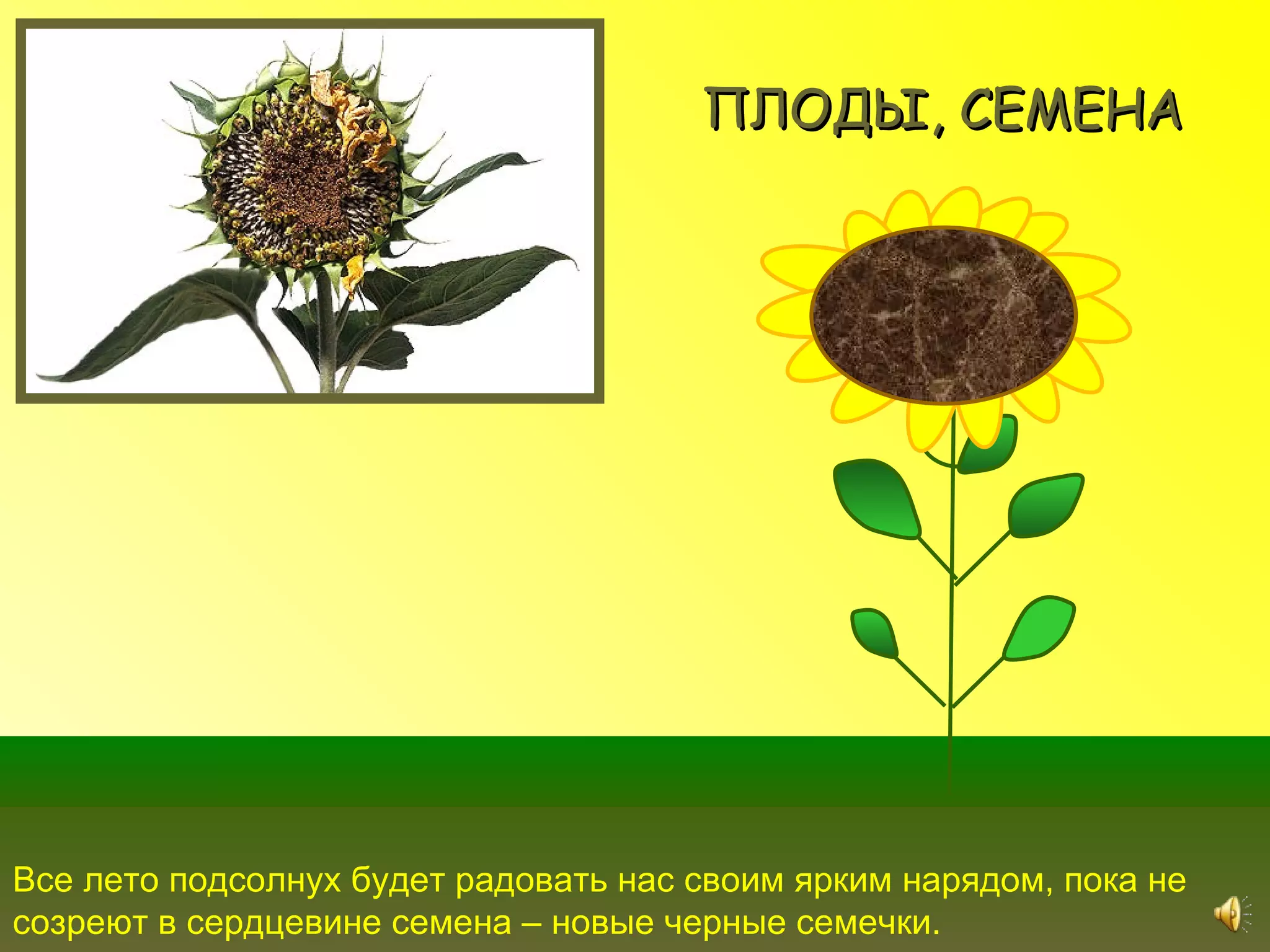 ПЛОДЫ, СЕМЕНА




Все лето подсолнух будет радовать нас своим ярким нарядом, пока не
созреют в сердцевине семена – новые черные семечки.
 