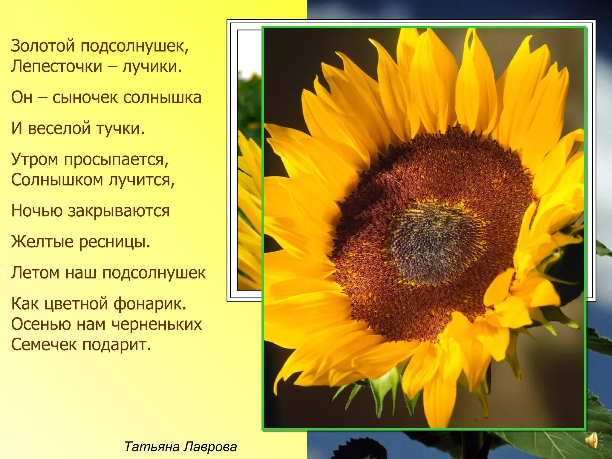 Золотой подсолнушек,
Лепесточки – лучики.
Он – сыночек солнышка
И веселой тучки.
Утром просыпается,
Солнышком лучится,
Ночью закрываются
Желтые ресницы.
Летом наш подсолнушек
Как цветной фонарик.
Осенью нам черненьких
Семечек подарит.




             Татьяна Лаврова
 