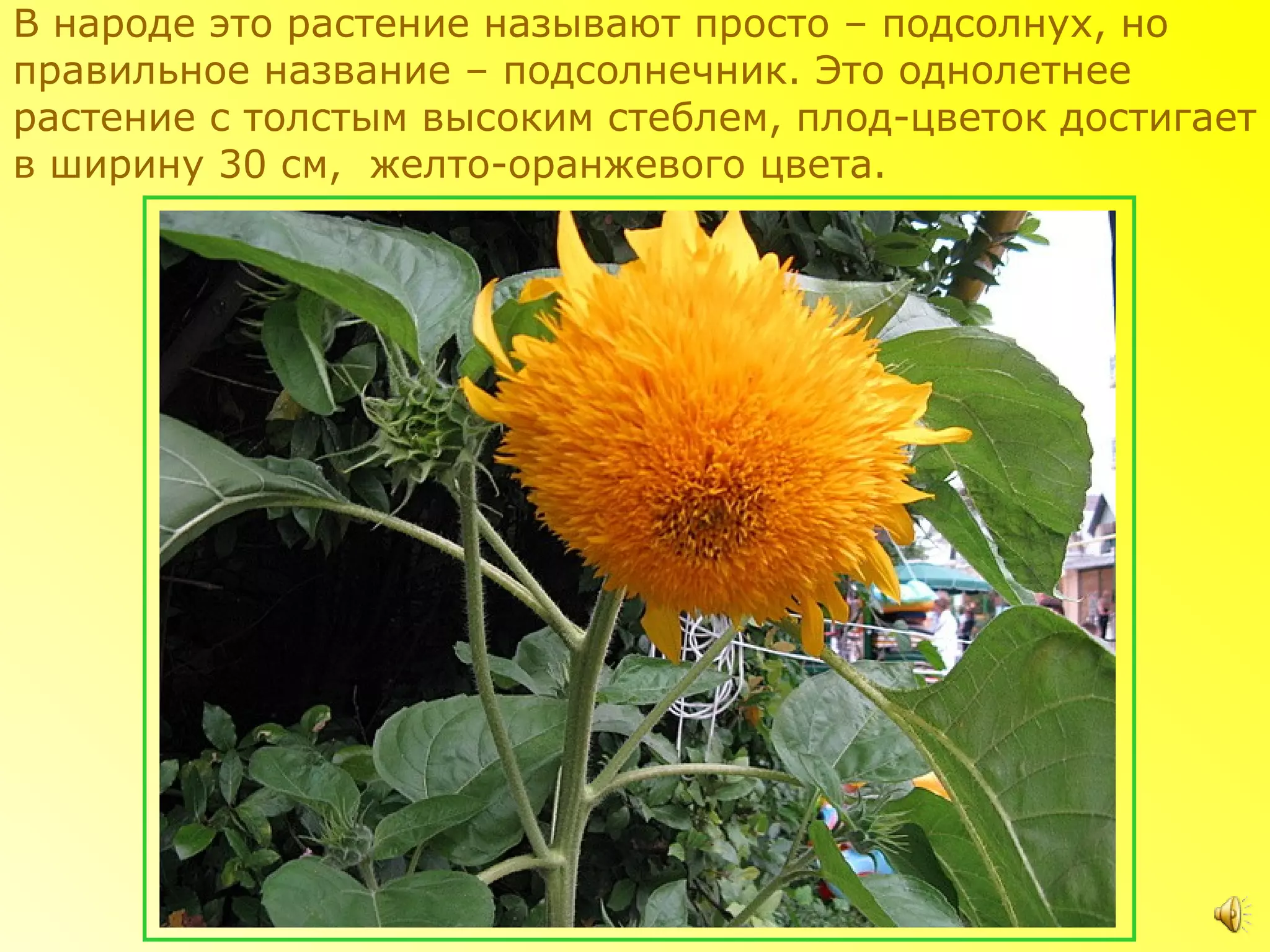 В народе это растение называют просто – подсолнух, но
правильное название – подсолнечник. Это однолетнее
растение с толстым высоким стеблем, плод-цветок достигает
в ширину 30 см, желто-оранжевого цвета.
 
