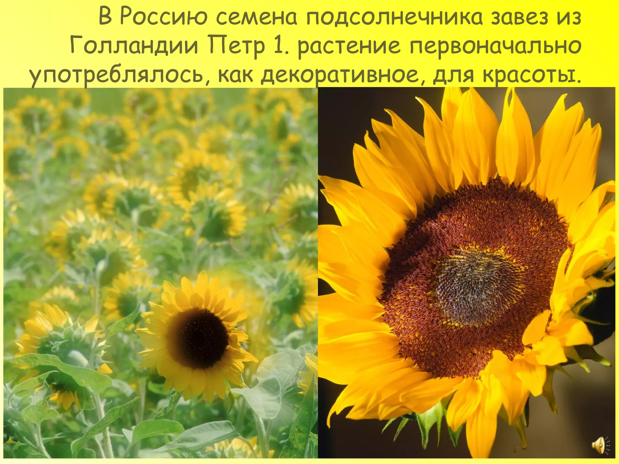 В Россию семена подсолнечника завез из
   Голландии Петр 1. растение первоначально
употреблялось, как декоративное, для красоты.
 