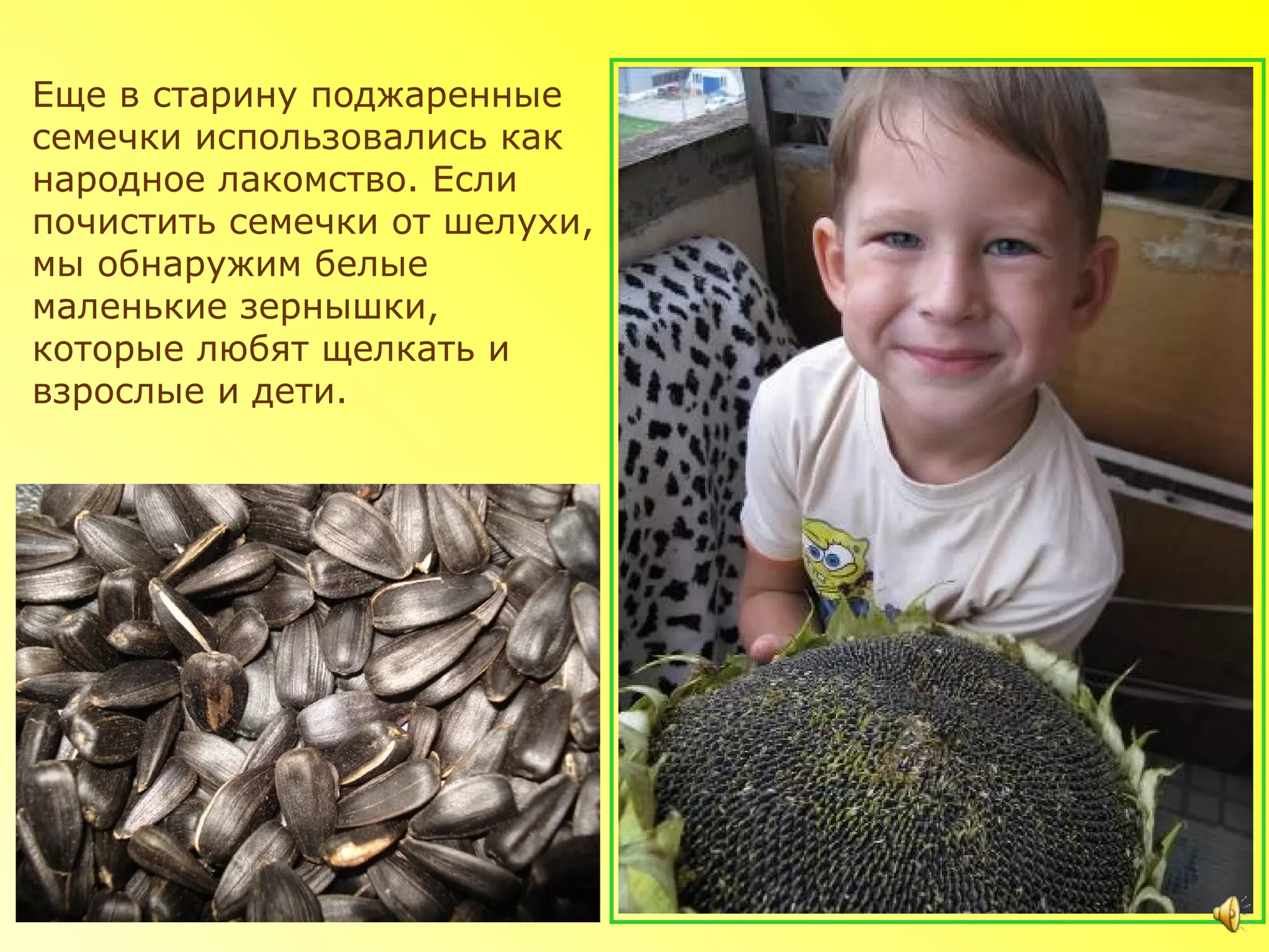 Еще в старину поджаренные
семечки использовались как
народное лакомство. Если
почистить семечки от шелухи,
мы обнаружим белые
маленькие зернышки,
которые любят щелкать и
взрослые и дети.
 