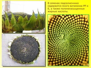 В семенах подсолнечника
содержится много витаминов PP и
E, а также полиненасыщенные
жирные кислоты.
 