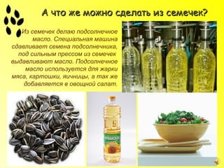А что же можно сделать из семечек?
   Из семечек делаю подсолнечное
       масло. Специальная машина
сдавливает семена подсолнечника,
  под сильным прессом из семечек
выдавливают масло. Подсолнечное
    масло используется для жарки
мяса, картошки, яичницы, а так же
    добавляется в овощной салат.
 