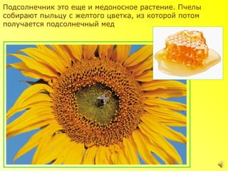 Подсолнечник это еще и медоносное растение. Пчелы
собирают пыльцу с желтого цветка, из которой потом
получается подсолнечный мед
 
