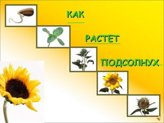 КАК

      РАСТЕТ

        ПОДСОЛНУХ
 