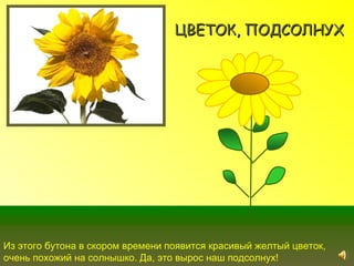 ЦВЕТОК, ПОДСОЛНУХ




Из этого бутона в скором времени появится красивый желтый цветок,
очень похожий на солнышко. Да, это вырос наш подсолнух!
 