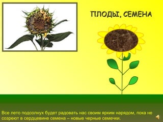 ПЛОДЫ, СЕМЕНА




Все лето подсолнух будет радовать нас своим ярким нарядом, пока не
созреют в сердцевине семена – новые черные семечки.
 