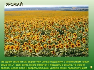 УРОЖАЙ




Из одной семечки мы вырастили целый подсолнух с множеством новых
семечек. А если взять много семечек и посадить в землю, то можно
засеять целое поле и собрать большой урожай семян подсолнечника!
 