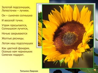Золотой подсолнушек,
Лепесточки – лучики.
Он – сыночек солнышка
И веселой тучки.
Утром просыпается,
Солнышком лучится,
Ночью закрываются
Желтые ресницы.
Летом наш подсолнушек
Как цветной фонарик.
Осенью нам черненьких
Семечек подарит.




             Татьяна Лаврова
 