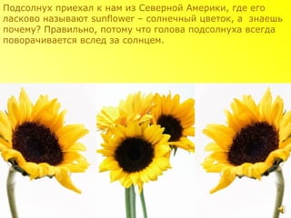 Подсолнух приехал к нам из Северной Америки, где его
ласково называют sunflower – солнечный цветок, а знаешь
почему? Правильно, потому что голова подсолнуха всегда
поворачивается вслед за солнцем.
 