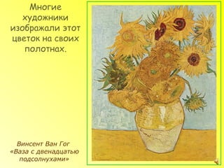 Многие
   художники
изображали этот
цветок на своих
   полотнах.




  Винсент Ван Гог
«Ваза с двенадцатью
   подсолнухами»
 