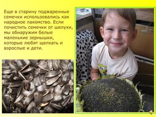 Еще в старину поджаренные
семечки использовались как
народное лакомство. Если
почистить семечки от шелухи,
мы обнаружим белые
маленькие зернышки,
которые любят щелкать и
взрослые и дети.
 
