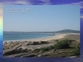 Os  pescadores  de  Aguiño, pescan  moito  pulpiño. 