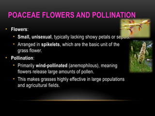 POACEAE FLOWERS AND POLLINATION
• Flowers:
• Small, unisexual, typically lacking showy petals or sepals.
• Arranged in spikelets, which are the basic unit of the
grass flower.
• Pollination:
• Primarily wind-pollinated (anemophilous), meaning
flowers release large amounts of pollen.
• This makes grasses highly effective in large populations
and agricultural fields.
 